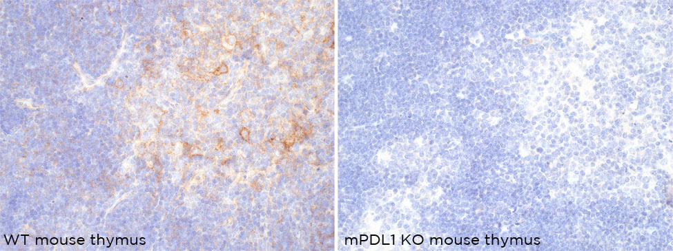 PDL-1 mouse specific antibody ICC Validation: Gene inactivation