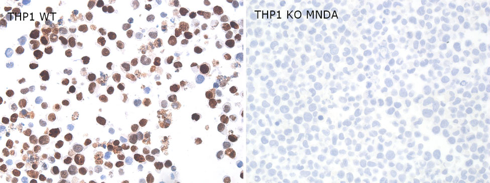 MNDA antibody ICC Validation: Gene inactivation