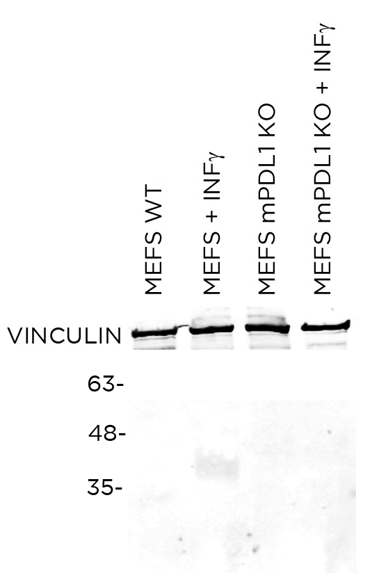 PDL-1 mouse specific antibody WB Validation: Gene inactivation