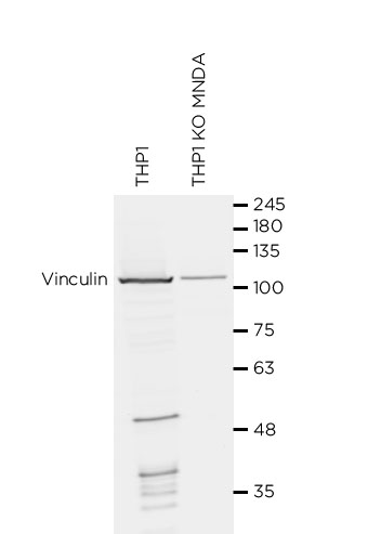 MNDA antibody WB Validation: Gene inactivation