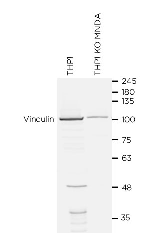 MNDA antibody WB Validation: Gene inactivation