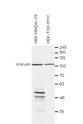 MNDA antibody WB Validation: Over-expression/cross reactivity