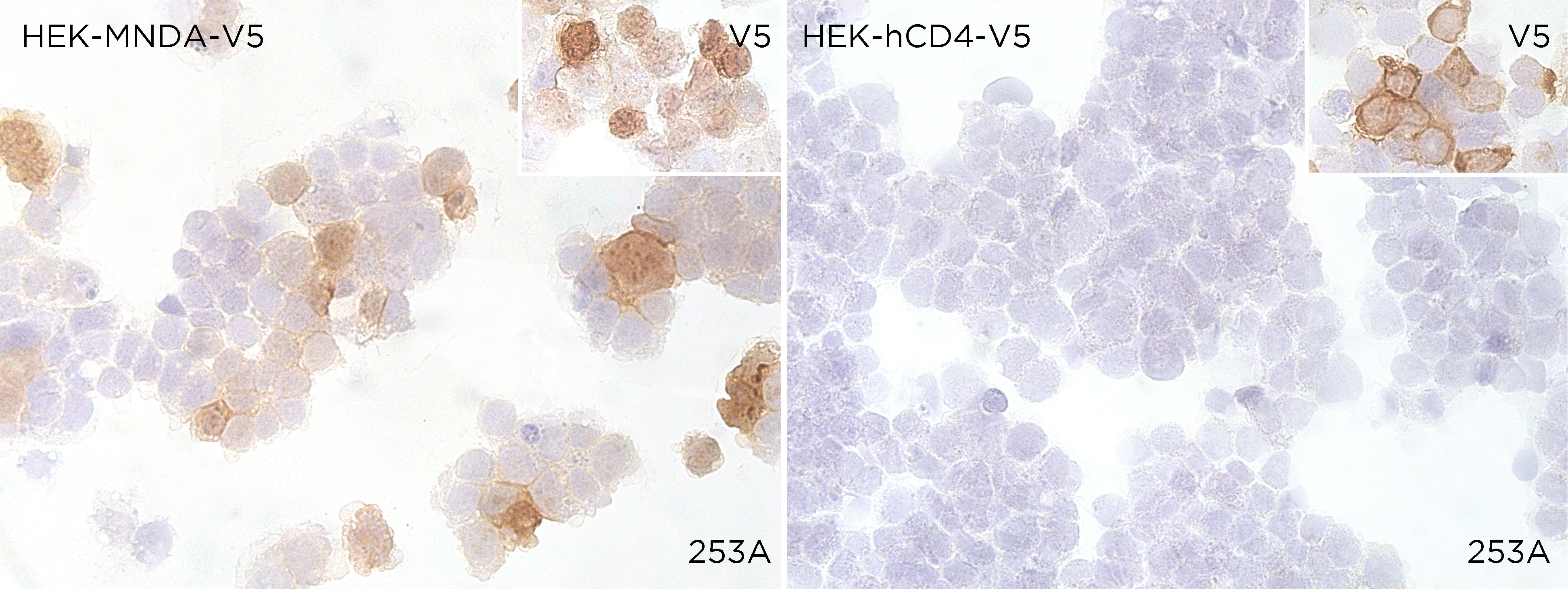 MNDA antibody ICC Validation: Over-expression/cross reactivity