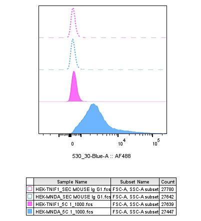 MNDA antibody FC Validation: Over-expression/cross reactivity
