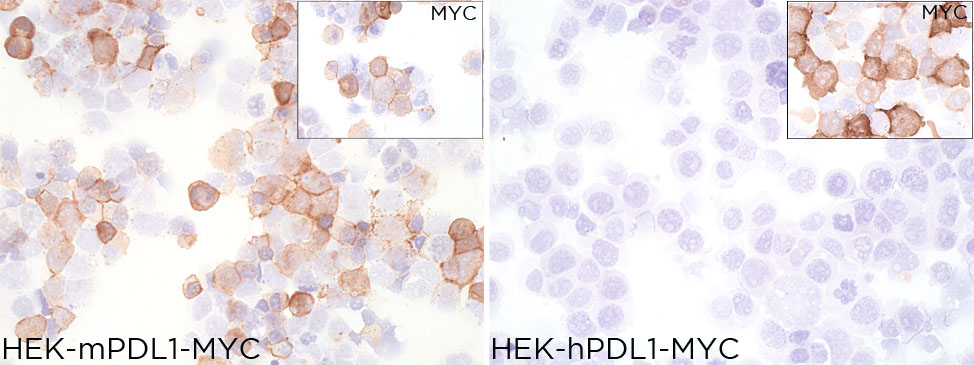 PDL-1 mouse specific antibody ICC Validation: Over-expression/cross reactivity