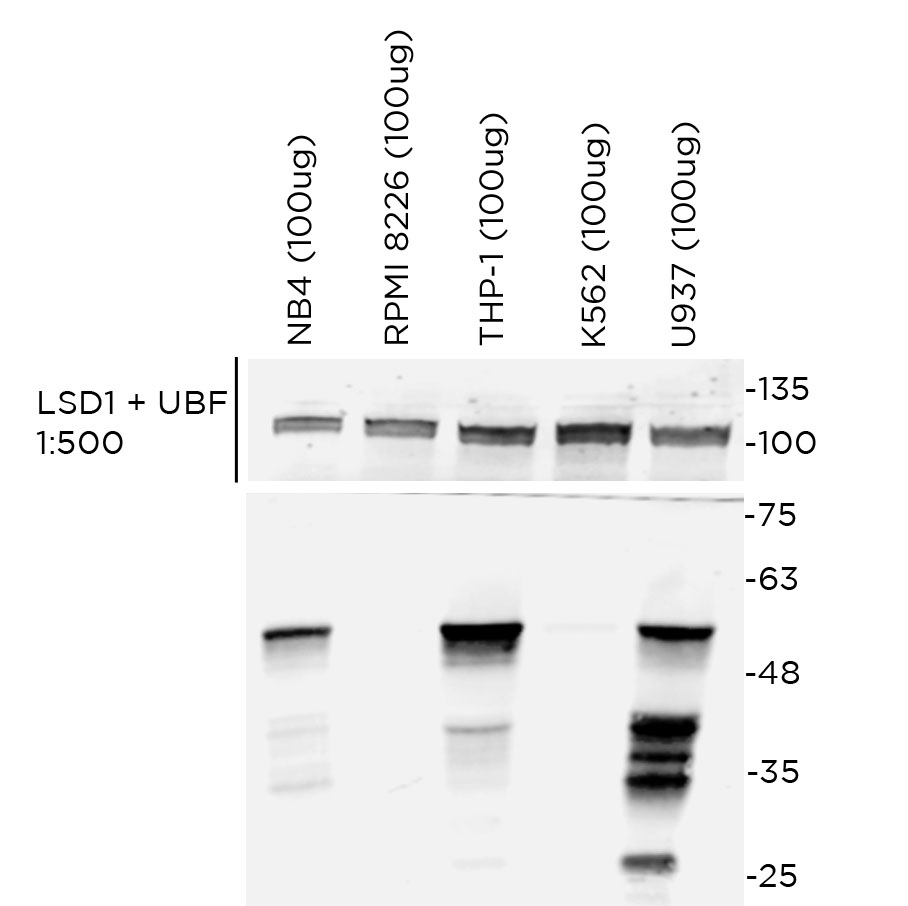 MNDA antibody WB Characterisation: Endogenous expression