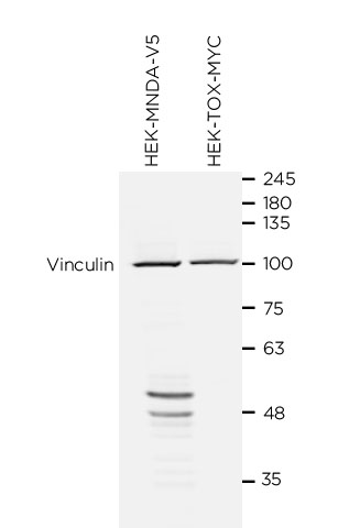 MNDA antibody WB Validation: Over-expression/cross reactivity