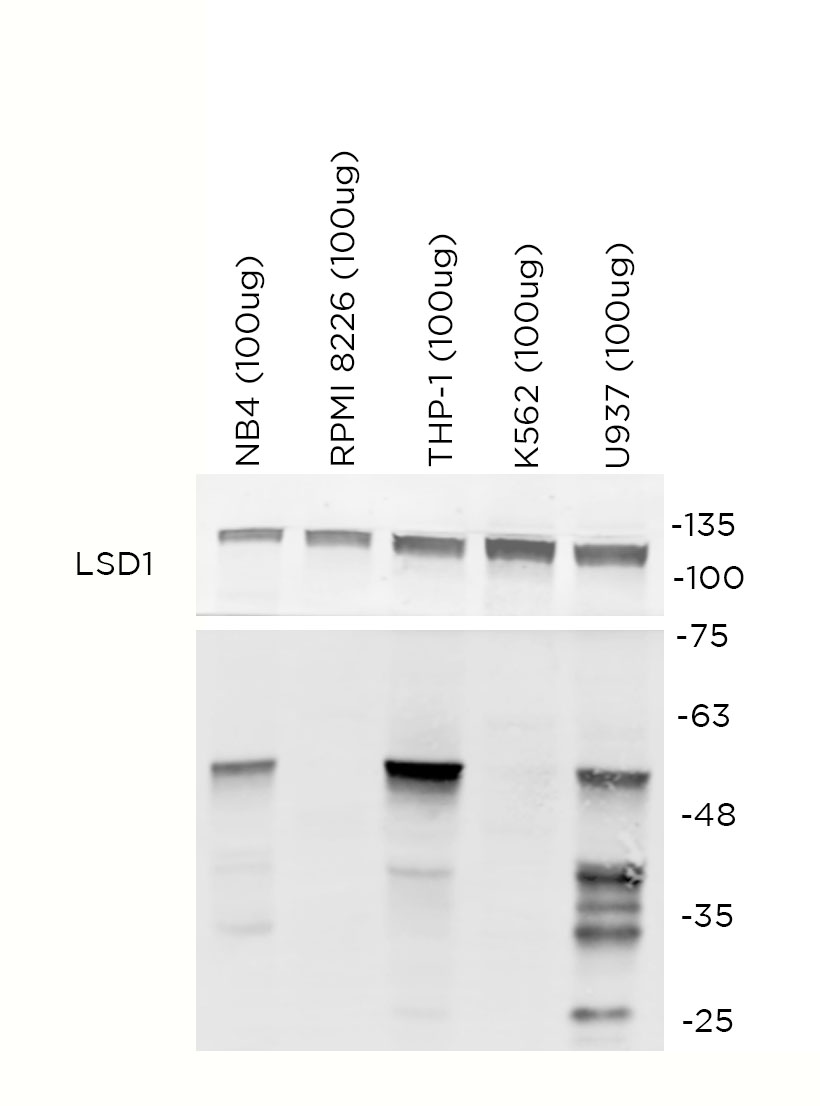 MNDA antibody WB Characterisation: Endogenous expression