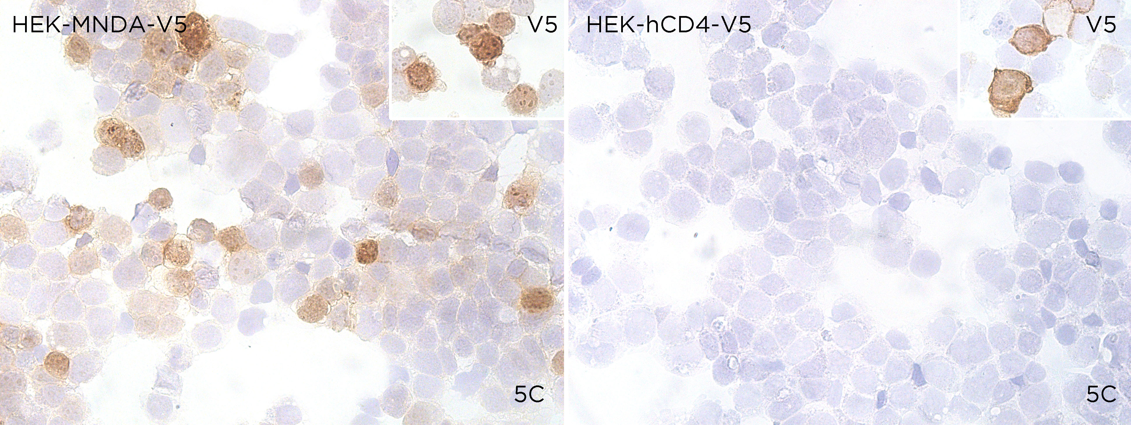 MNDA antibody ICC Validation: Over-expression/cross reactivity