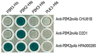 Results from an ELISA using PIM1, PIM2 and PIM3 full-length proteins and three different commercially available antibodies