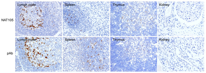 Validation of NAT 105 mAb in human tissue samples by immunohistochemistry