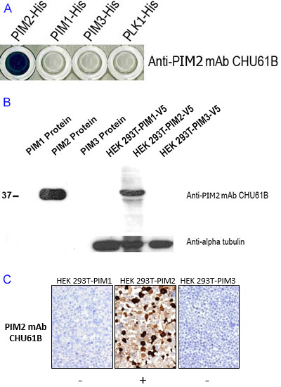 Demonstration of the specificity of the antibody CHU61B for PIM2 and not for the other two members of the PIM family